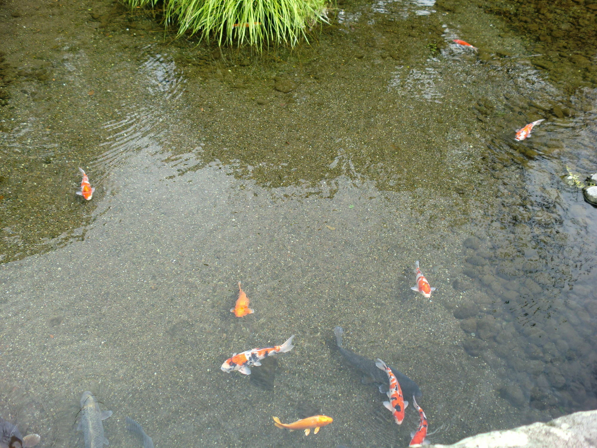 Suizenji Comfort Hotel Kumamoto Dış mekan fotoğraf